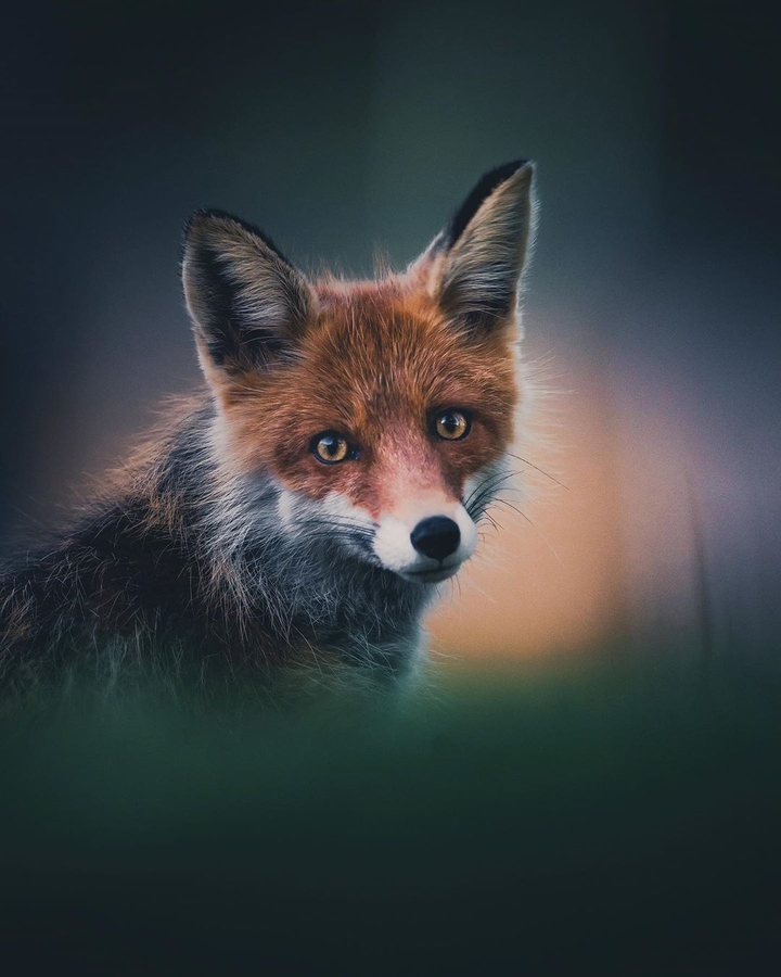 Pretty fox
