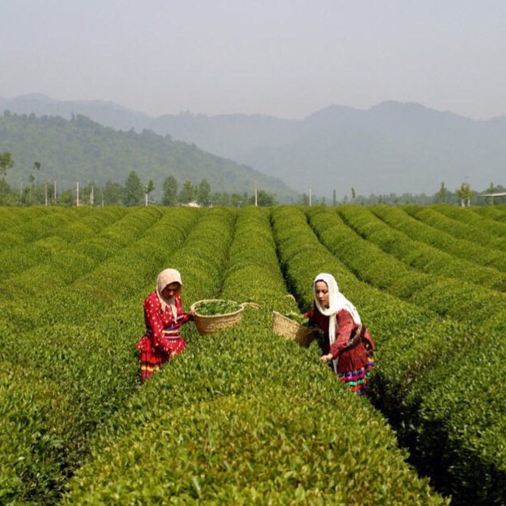 Tea Farm