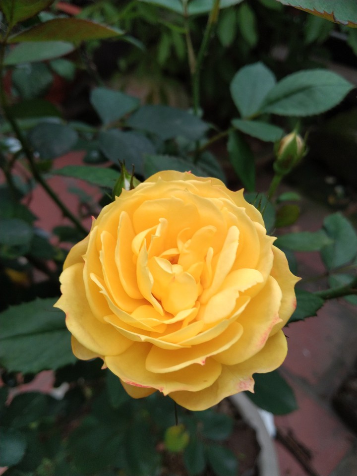 roses...