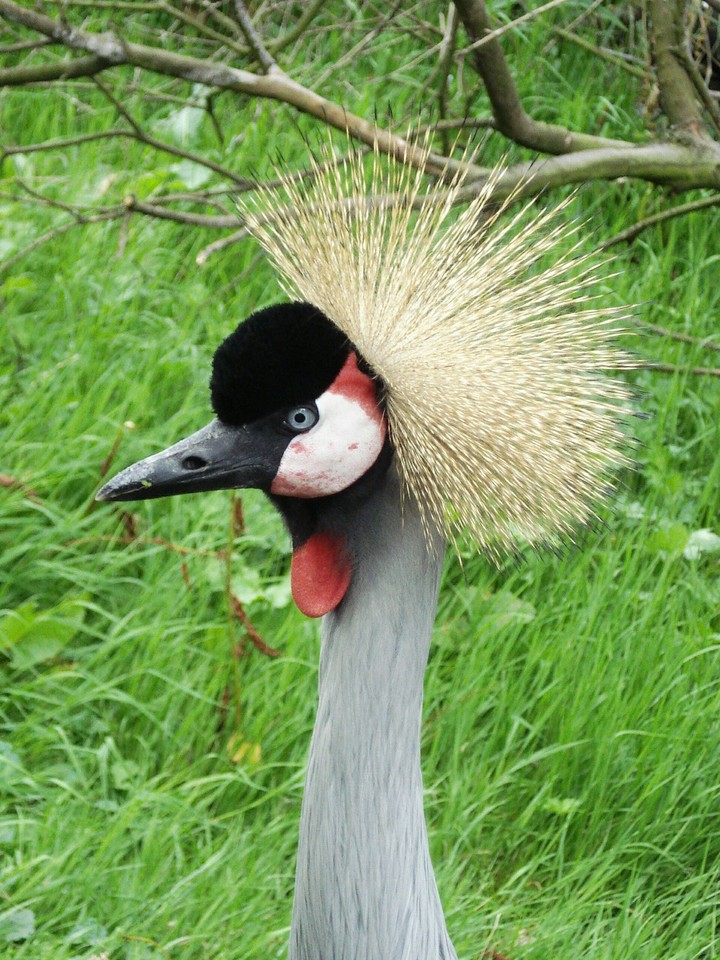 crowned crane