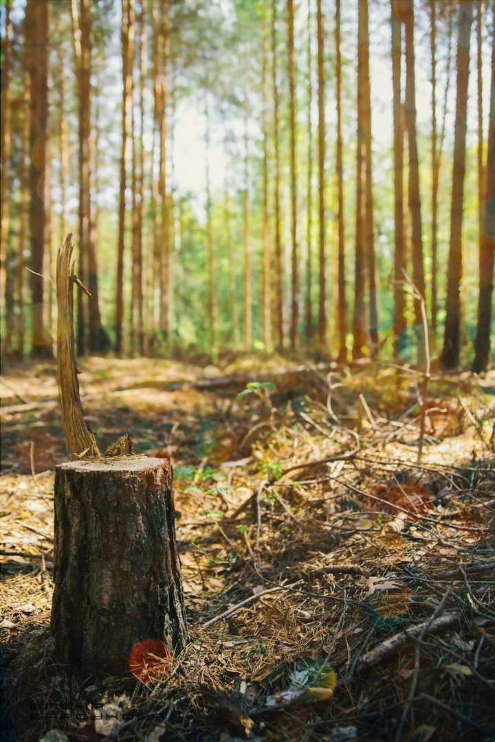 forest