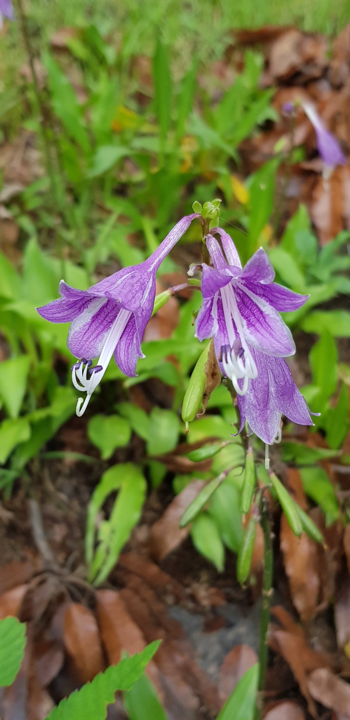 korea summer flower