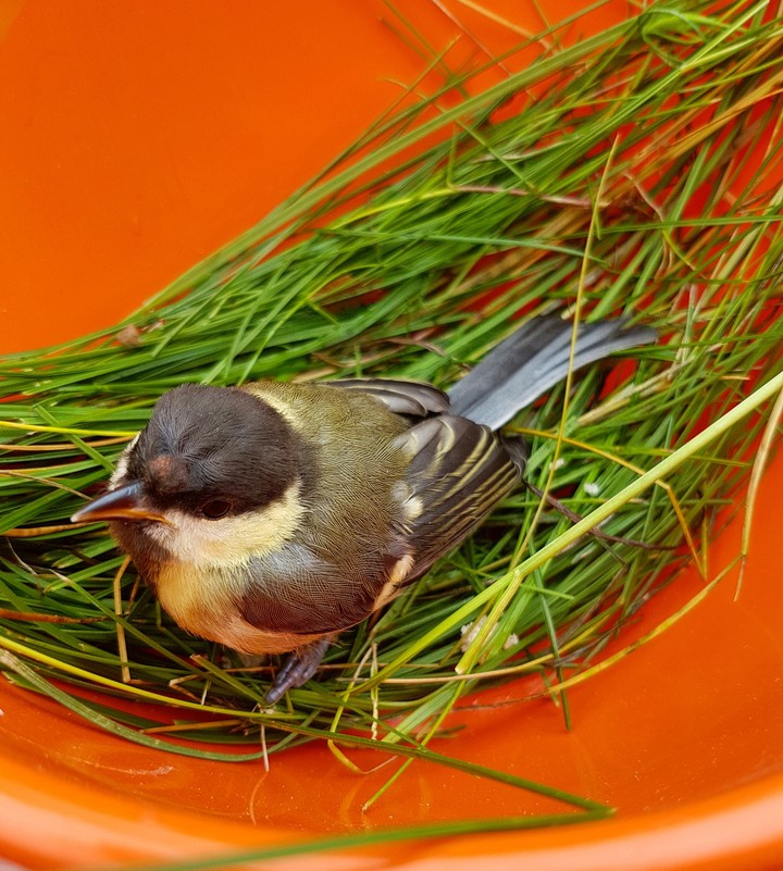 Forest bird