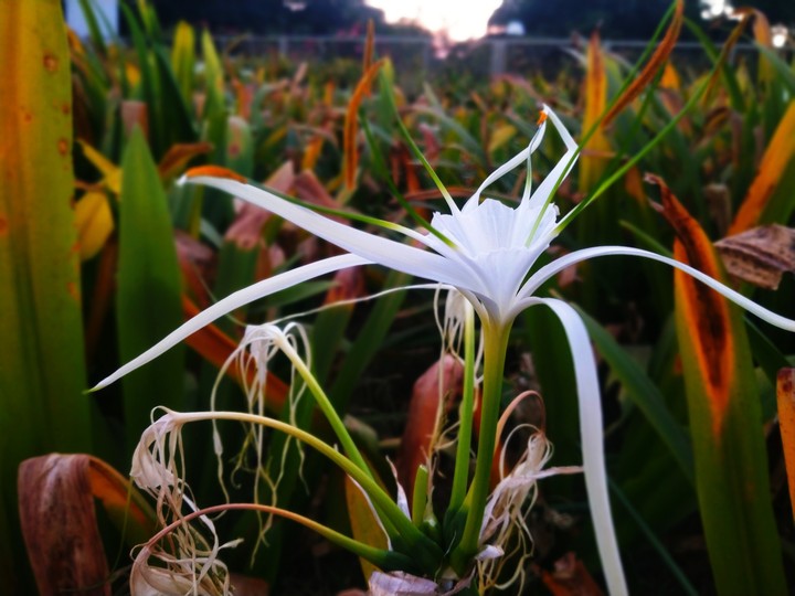 Nature