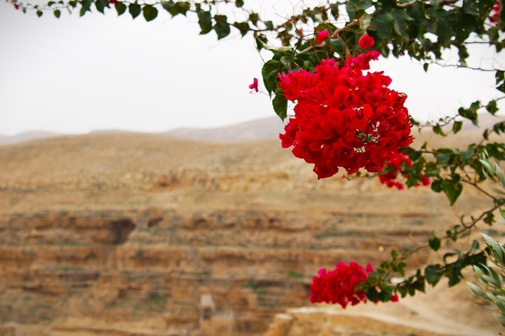 Blood Oasis into wilderness