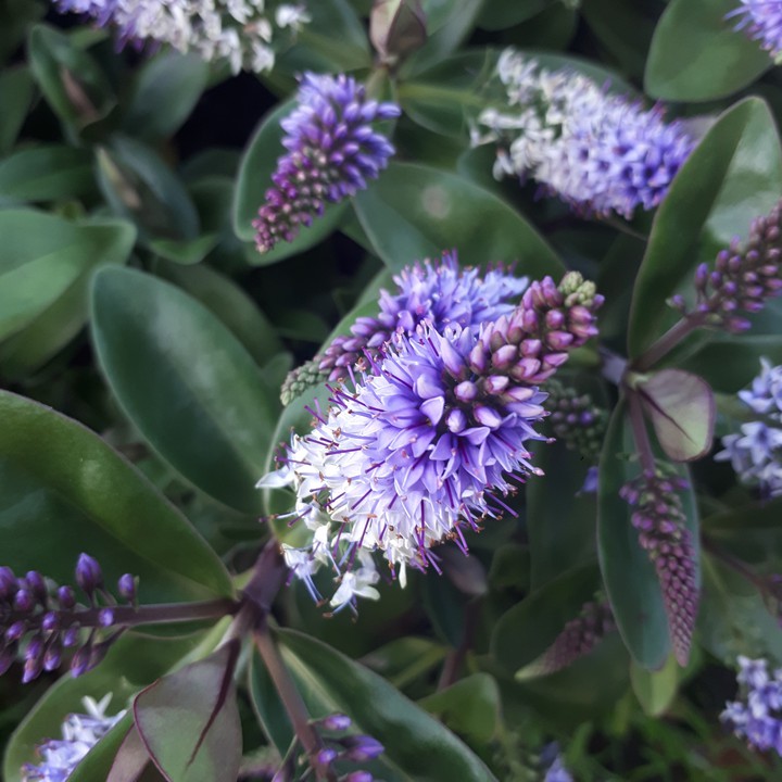 Fleurs violettes