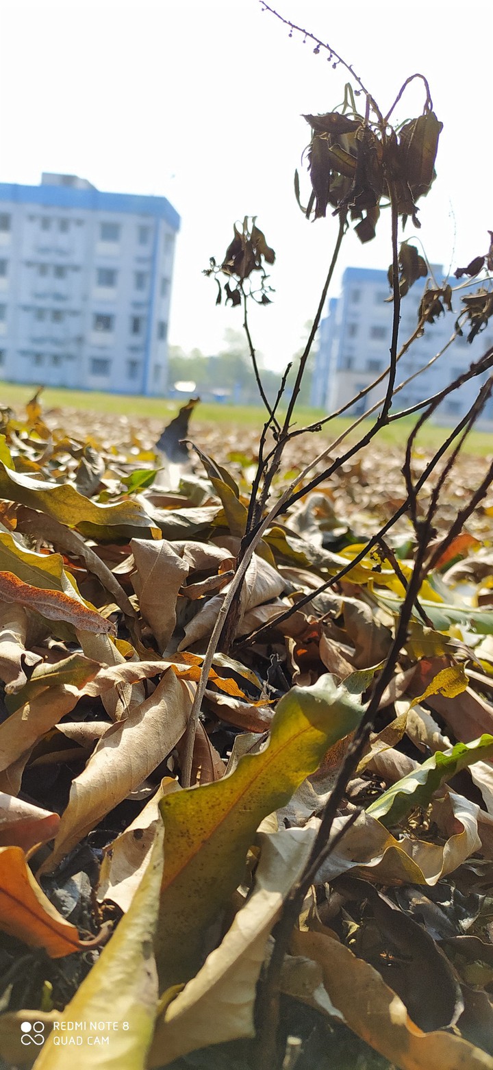 Fallen Leaves