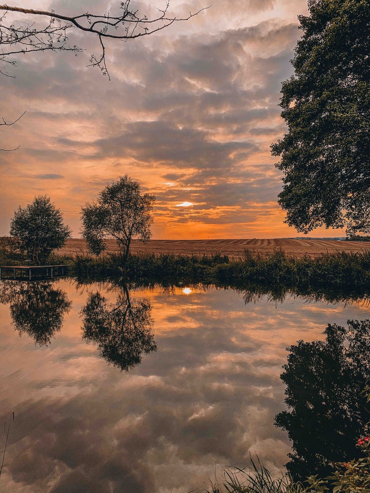 field of gold