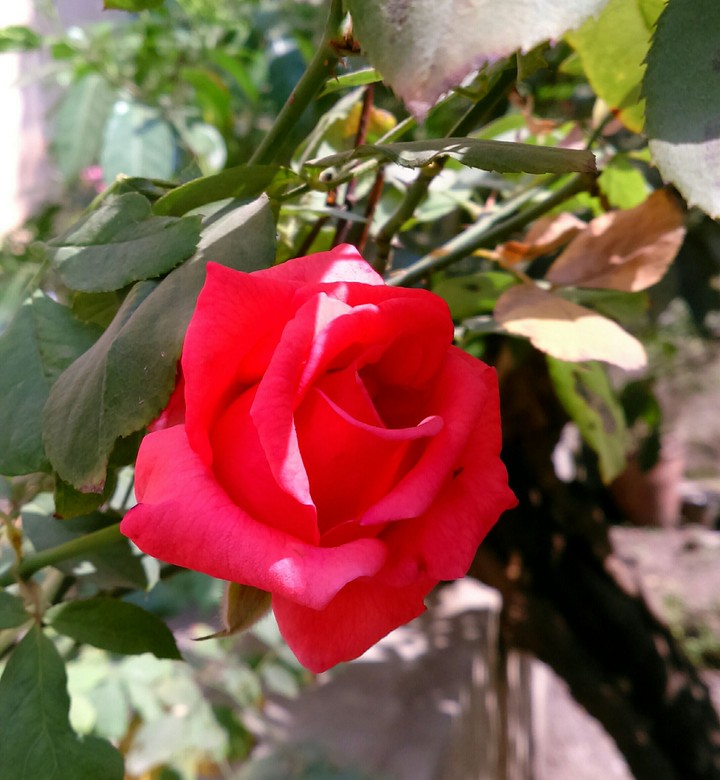 Rose