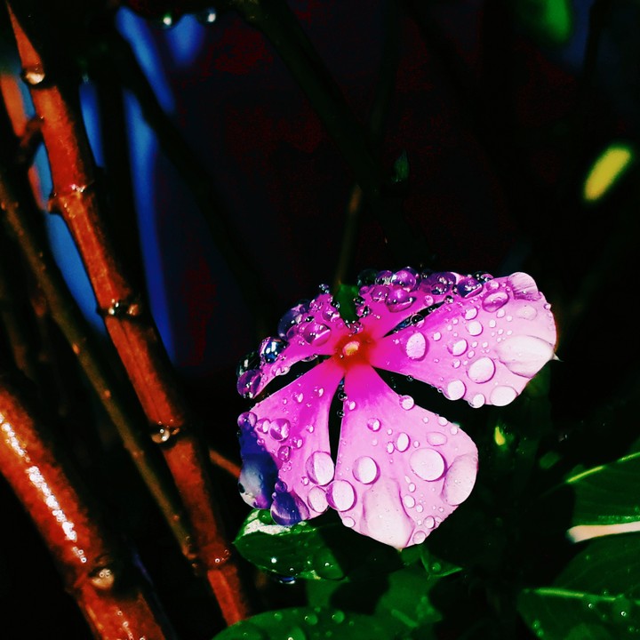 Rain