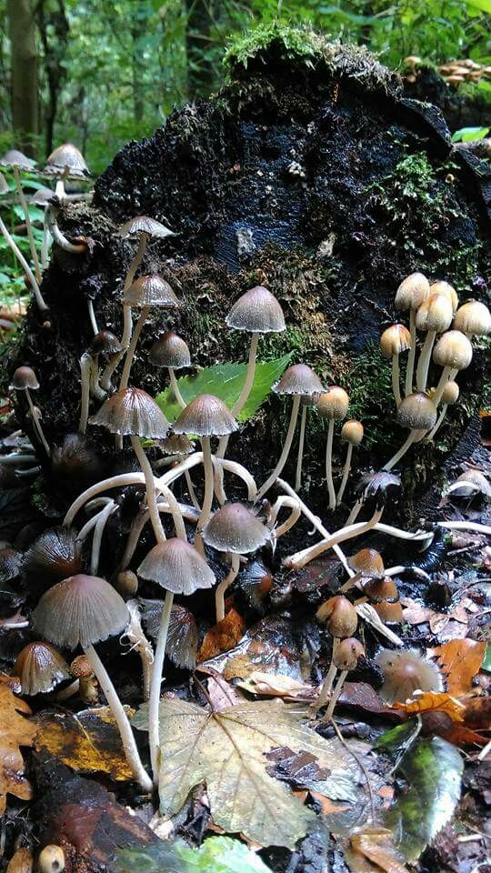little parasols