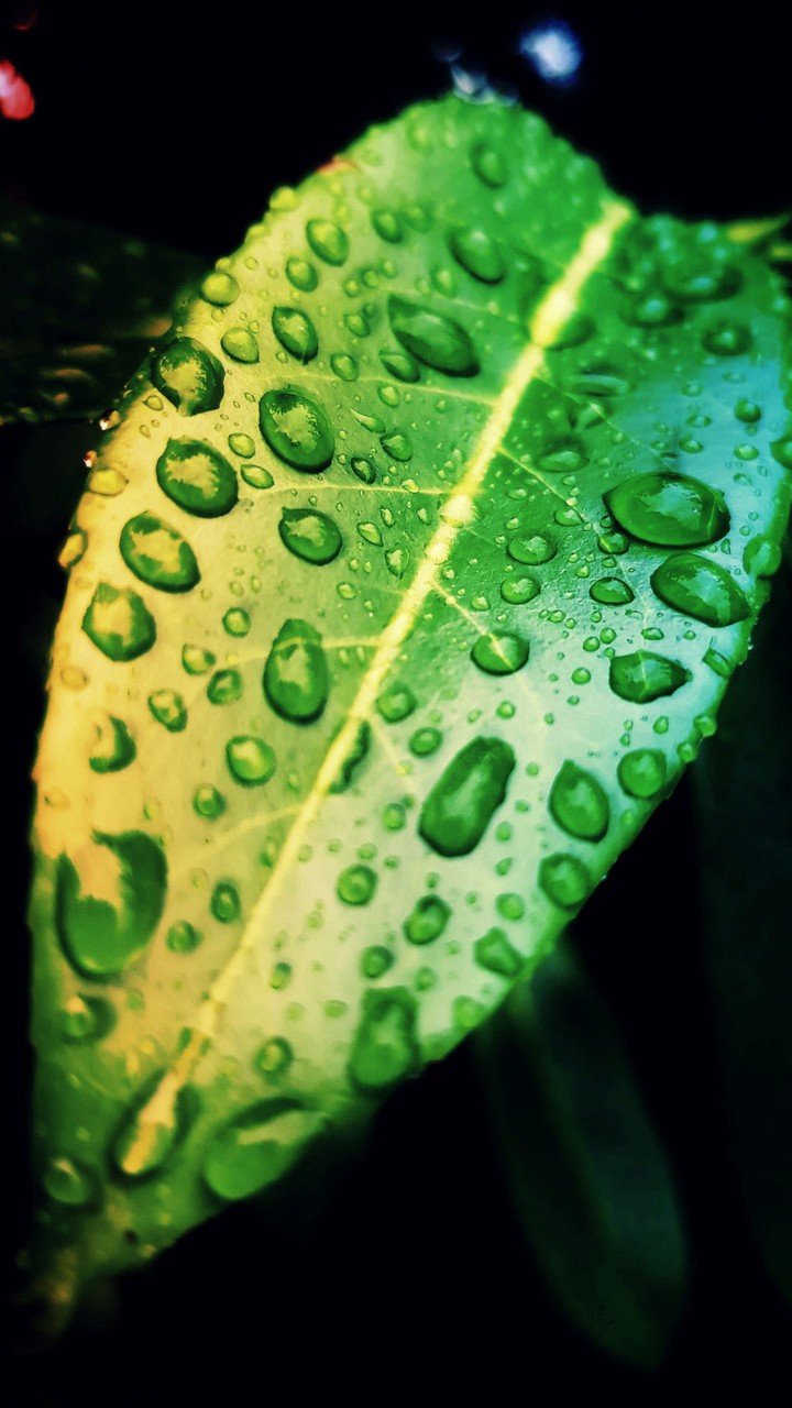 green_leaf