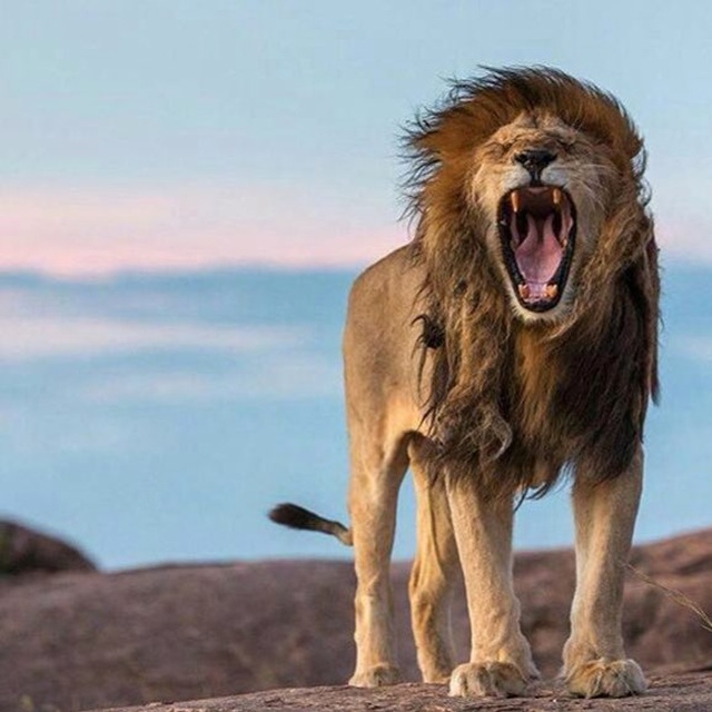 Lion