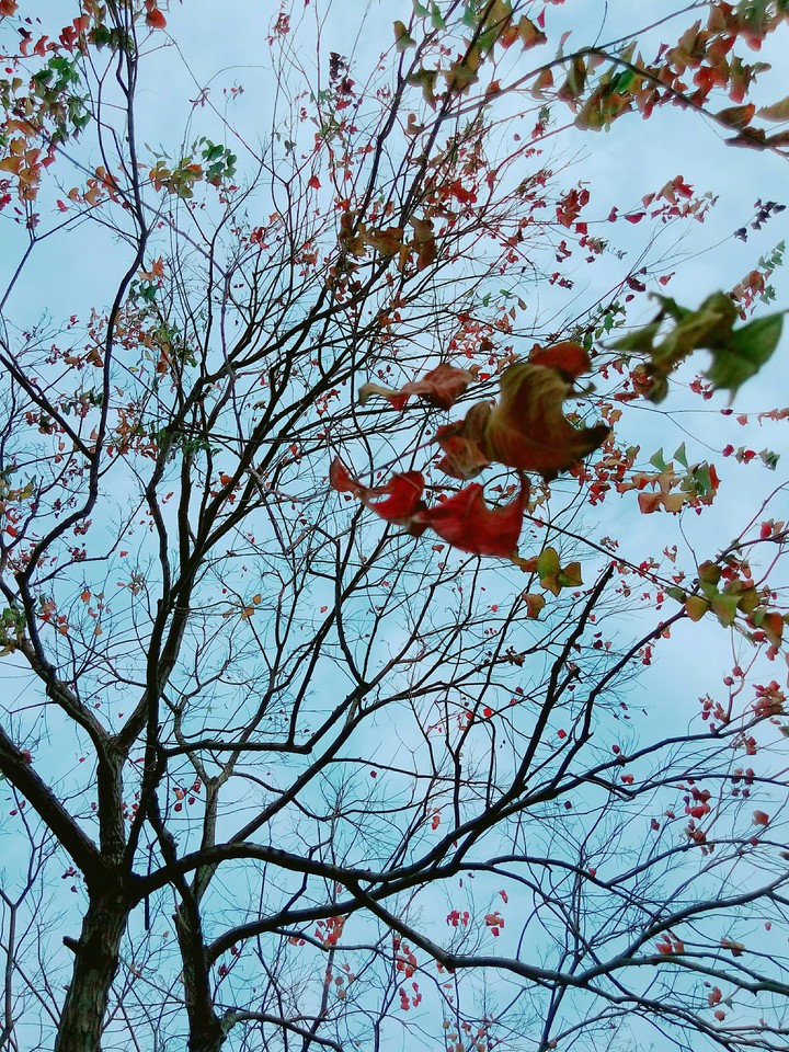 葉子
