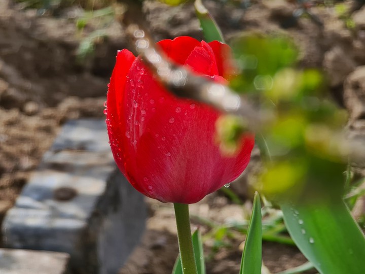 flowers