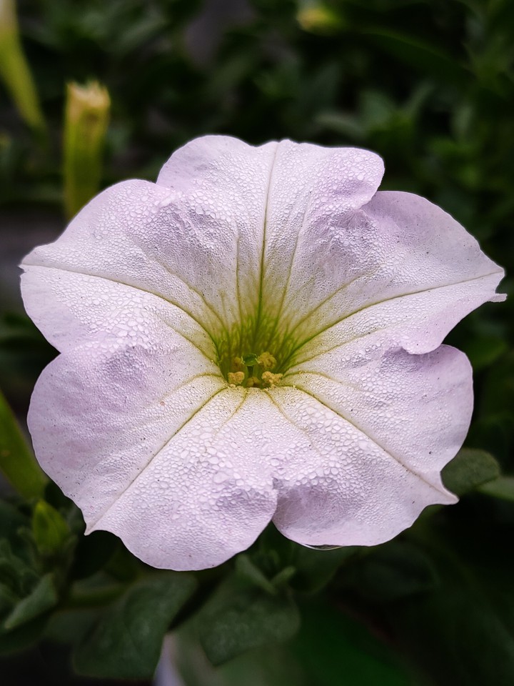 petunia flower