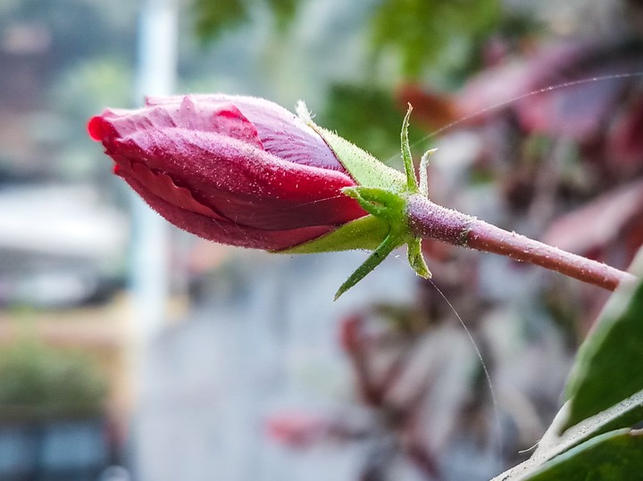 roses are red but yet to bloom.