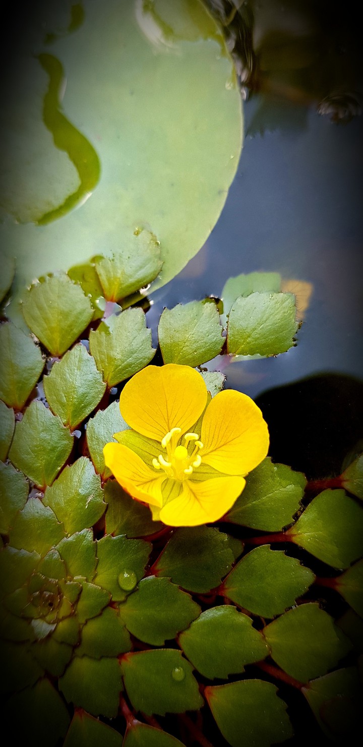 yellow flower
