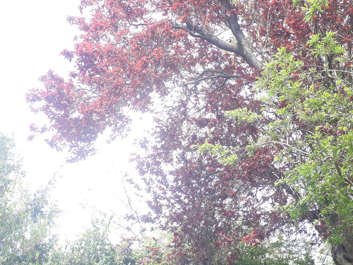 nature
