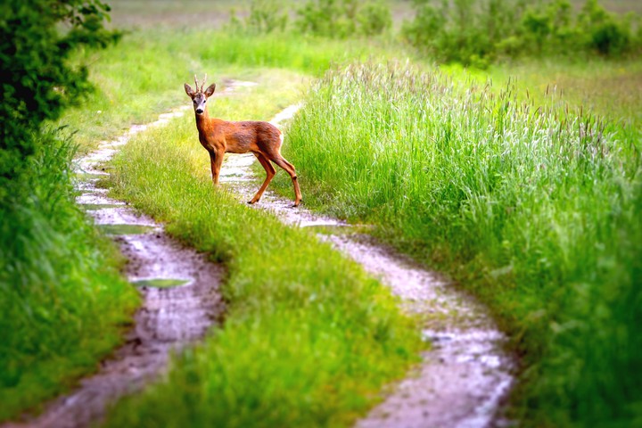 Deer on the street