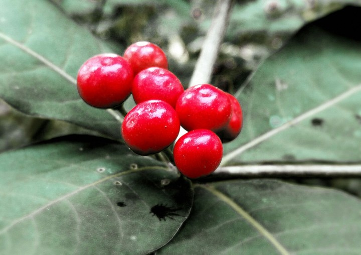 red