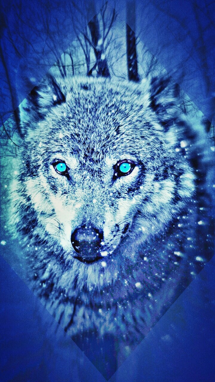 WOLF at night ...