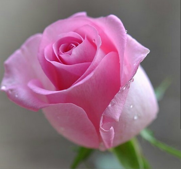 Pink Rose