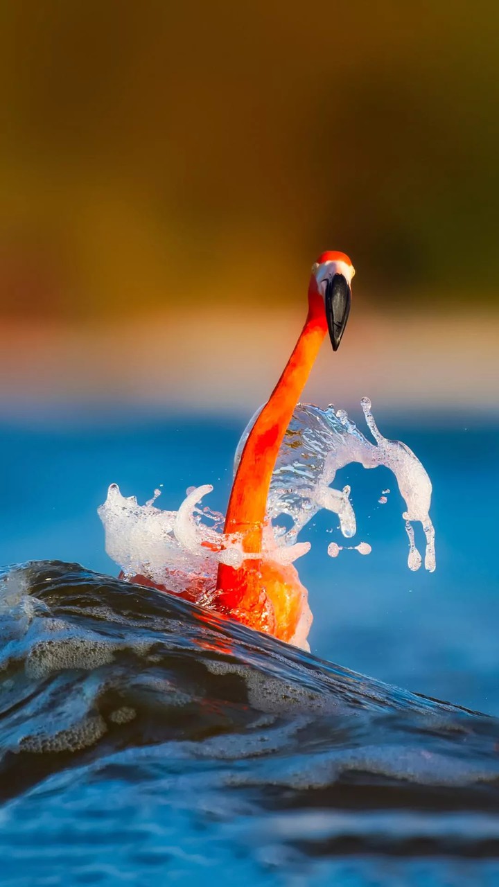 bird