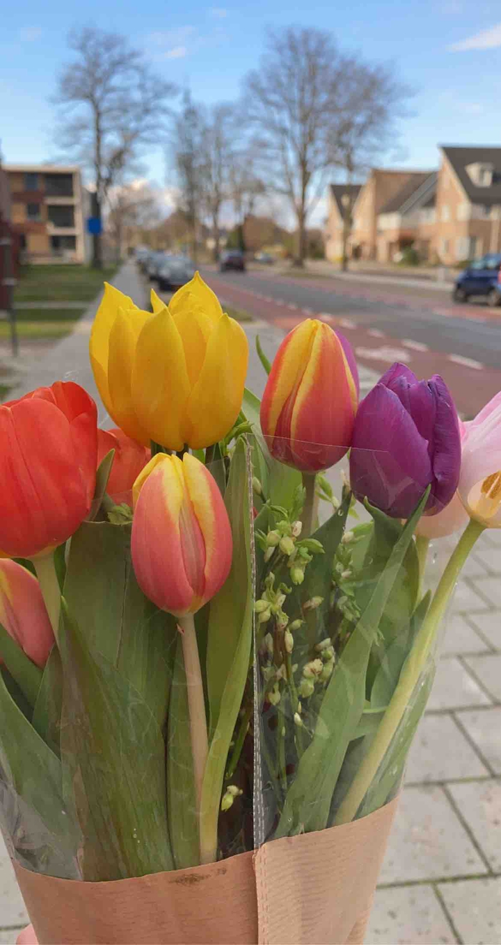Tulip ?