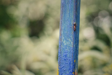 ant