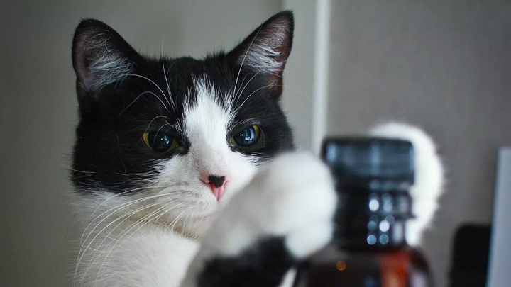 cat