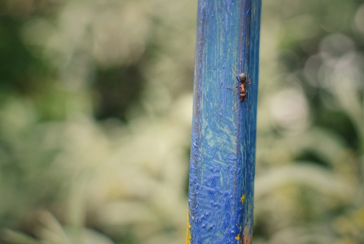 ant
