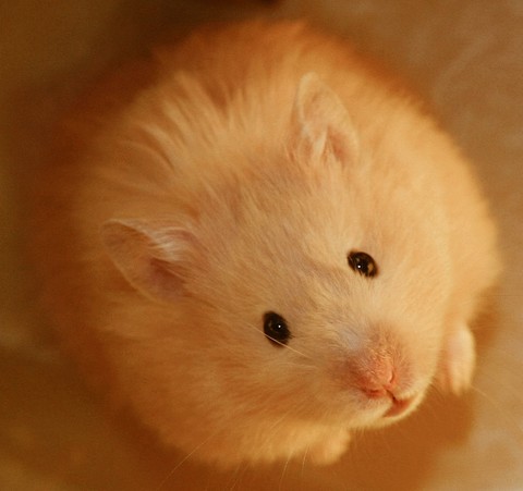 Sweet Hamster