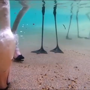 flamingo