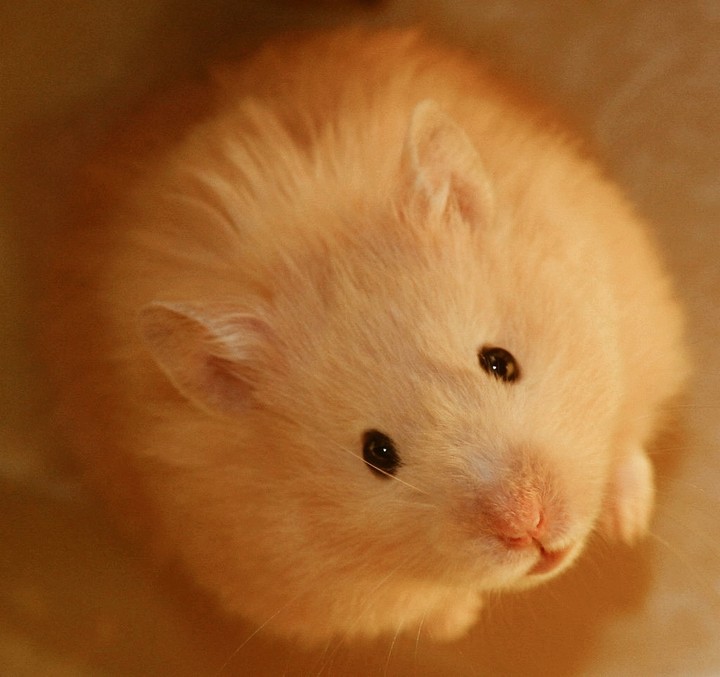 Sweet Hamster