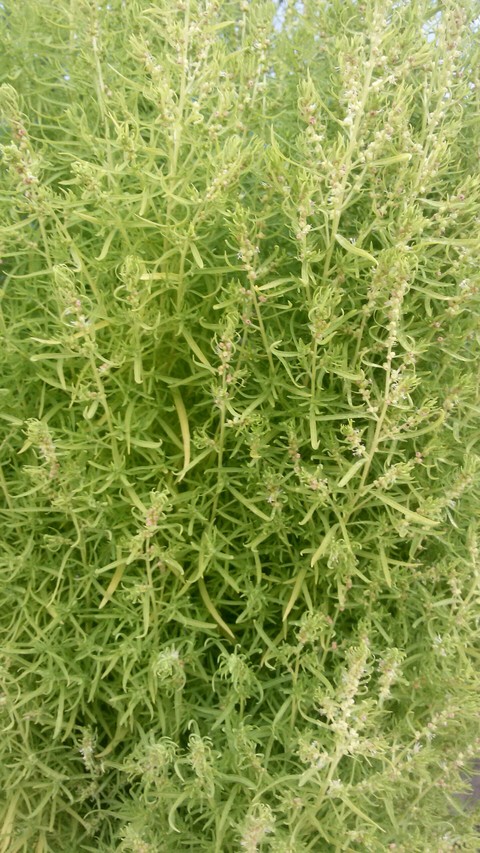 plant