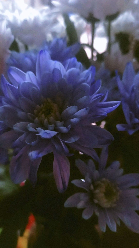 Close-up, flower वॉलपेपर