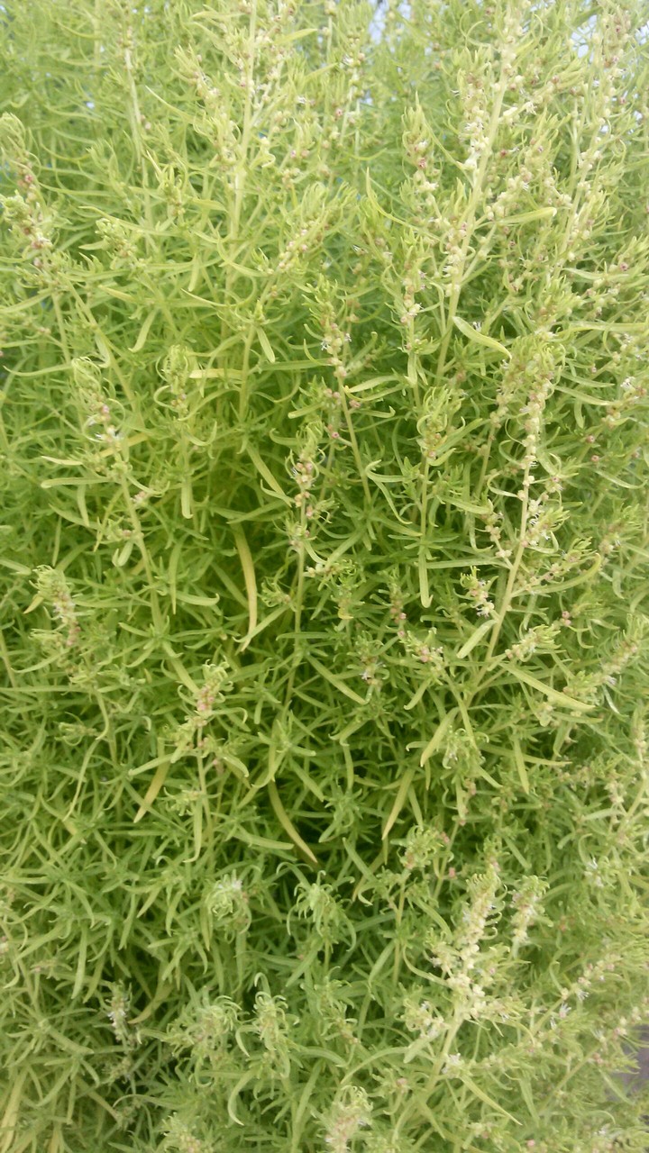 plant