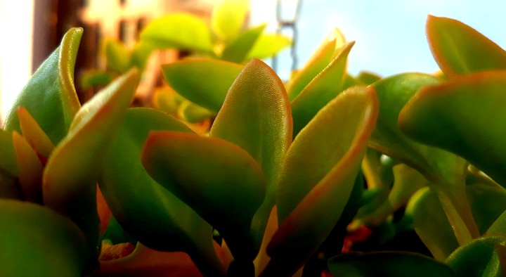 Green Leaves