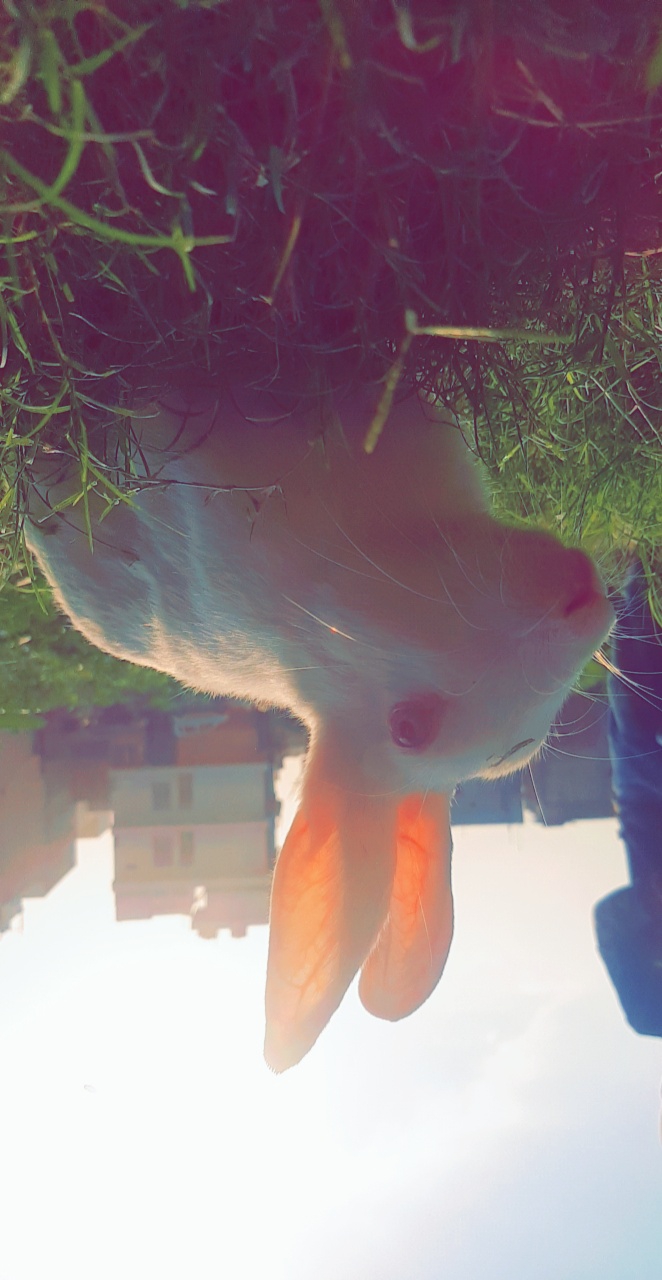 rabbit