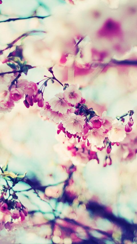 Arbre Cerisier Rose
