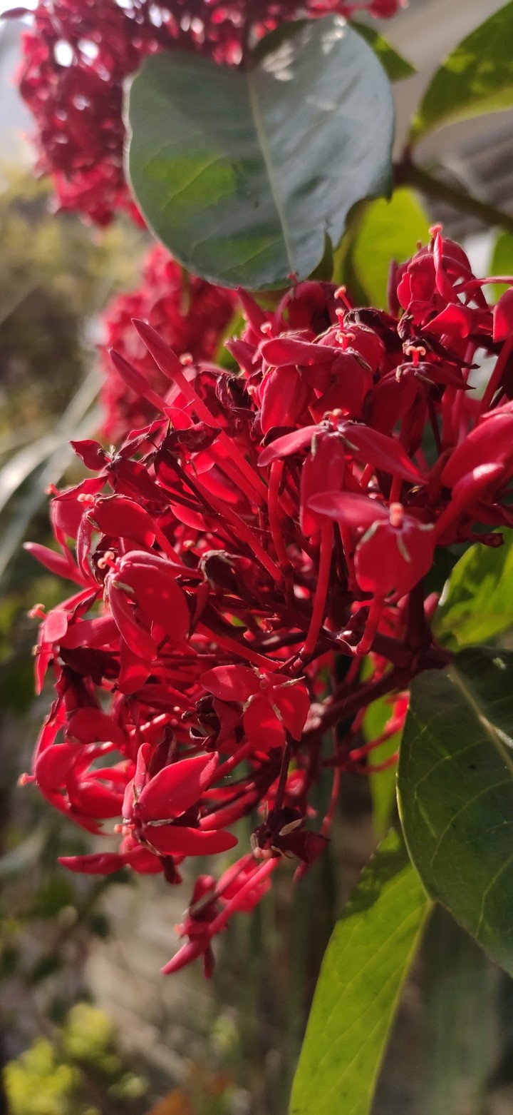 The Neighbour's Flowers