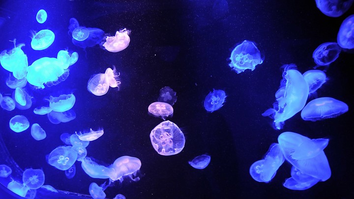 jellyfish