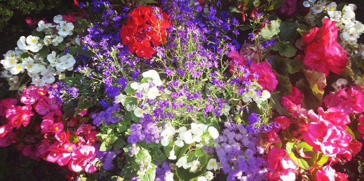 Flowerbed