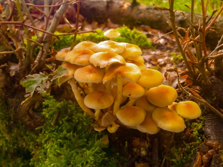 mushrooms