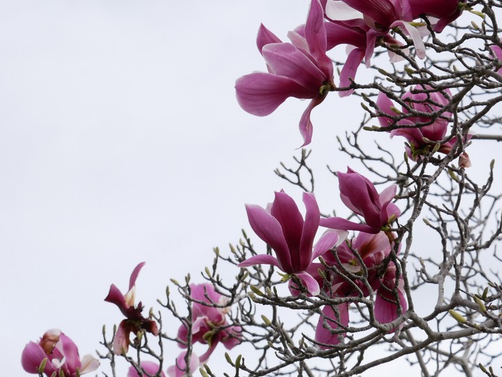 Magnolia