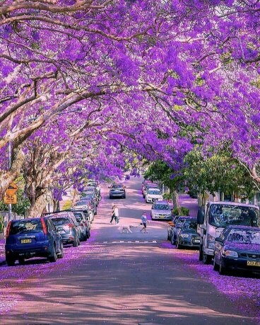 Purple street