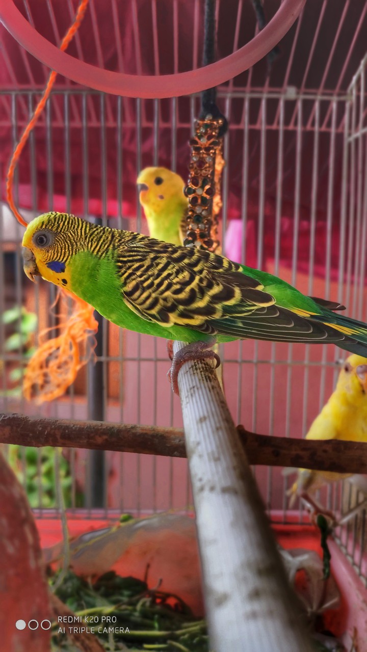love birds