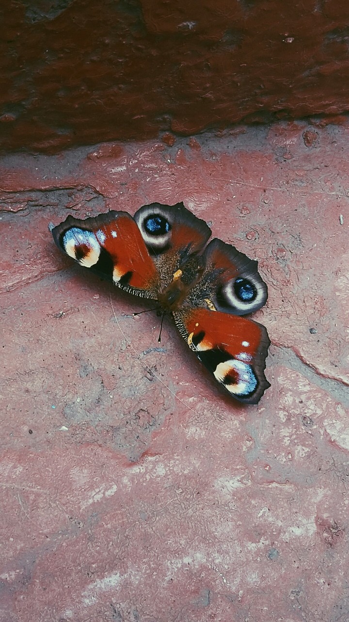 butterfly