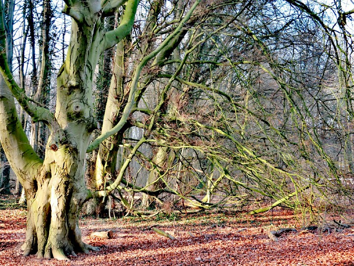 Woods